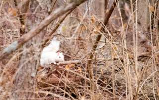albino squirrel on branch